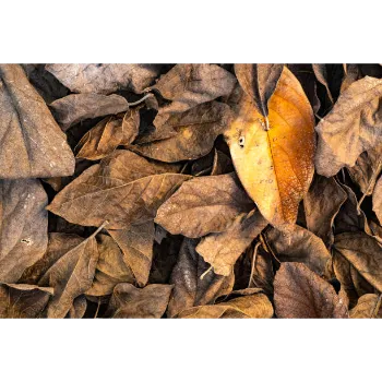 Dry Mango Leaves